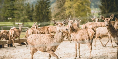 Golfurlaub - Fahrstuhl - Das hoteleigene Rotwild - Gut Steinbach Hotel Chalets SPA
