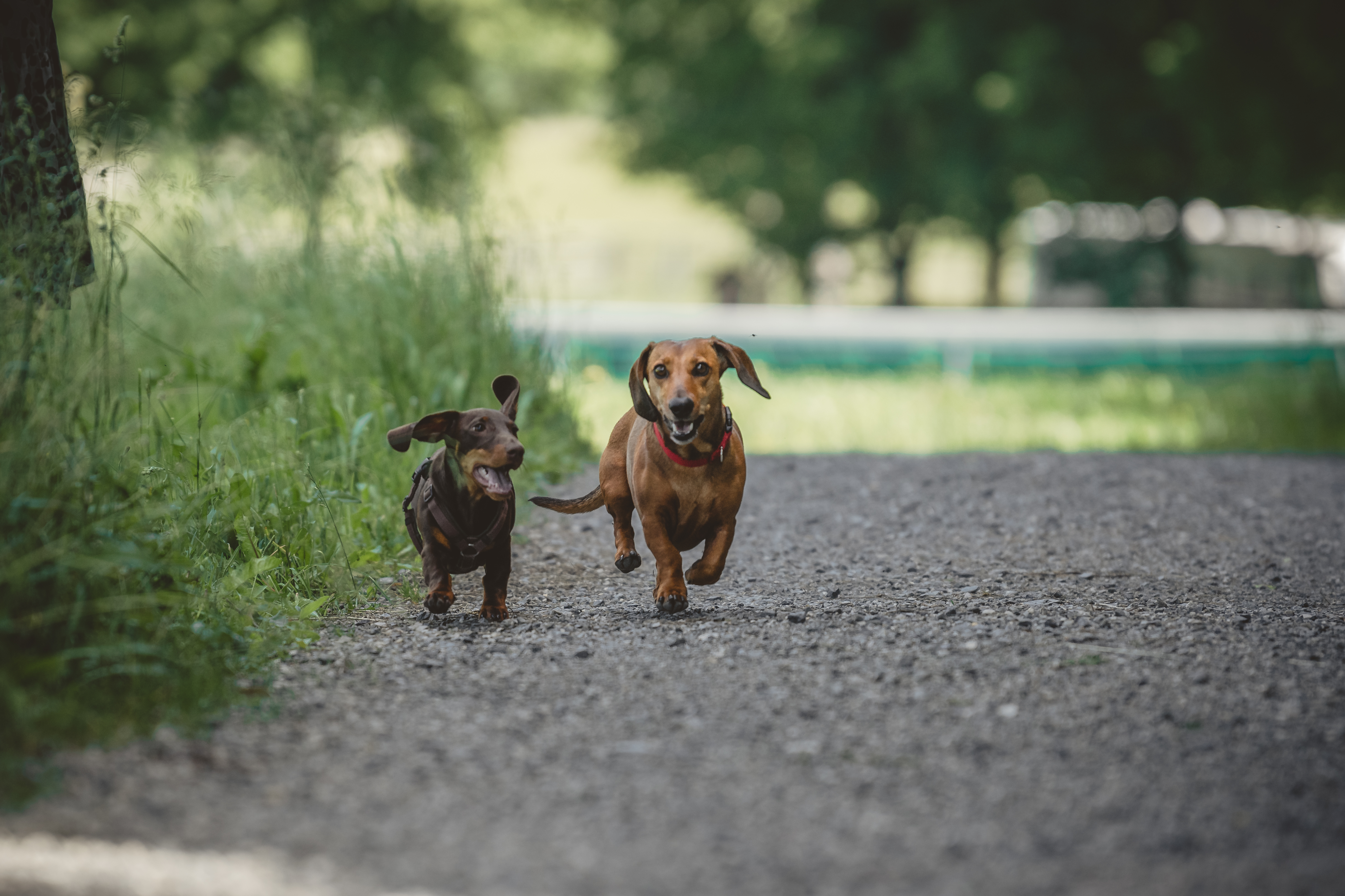 Golfhotel: Dackeldame Emma und Dackel Kurt - Gut Steinbach Hotel Chalets SPA