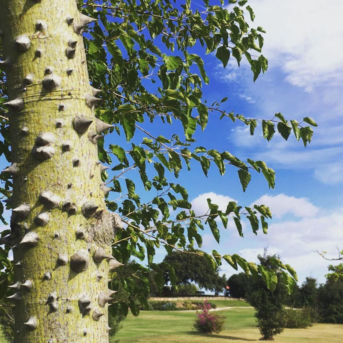 Golfhotel: Botanic Golf Sacuba & Resort