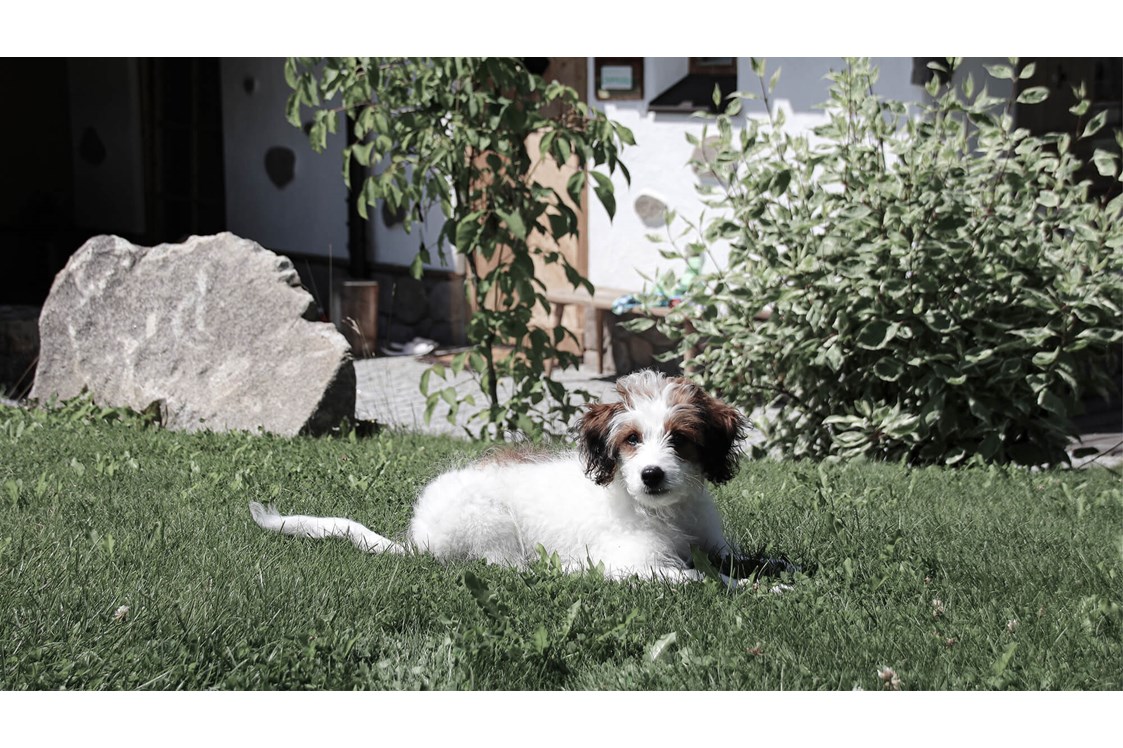 Golfhotel: INNs HOLZ hundefreundliches Chaletdorf Urlaub mit Hund im Sommer - INNs HOLZ Chaletdorf