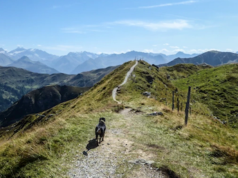 Der Gollinger Ausflugsziele Wandern mit Hund