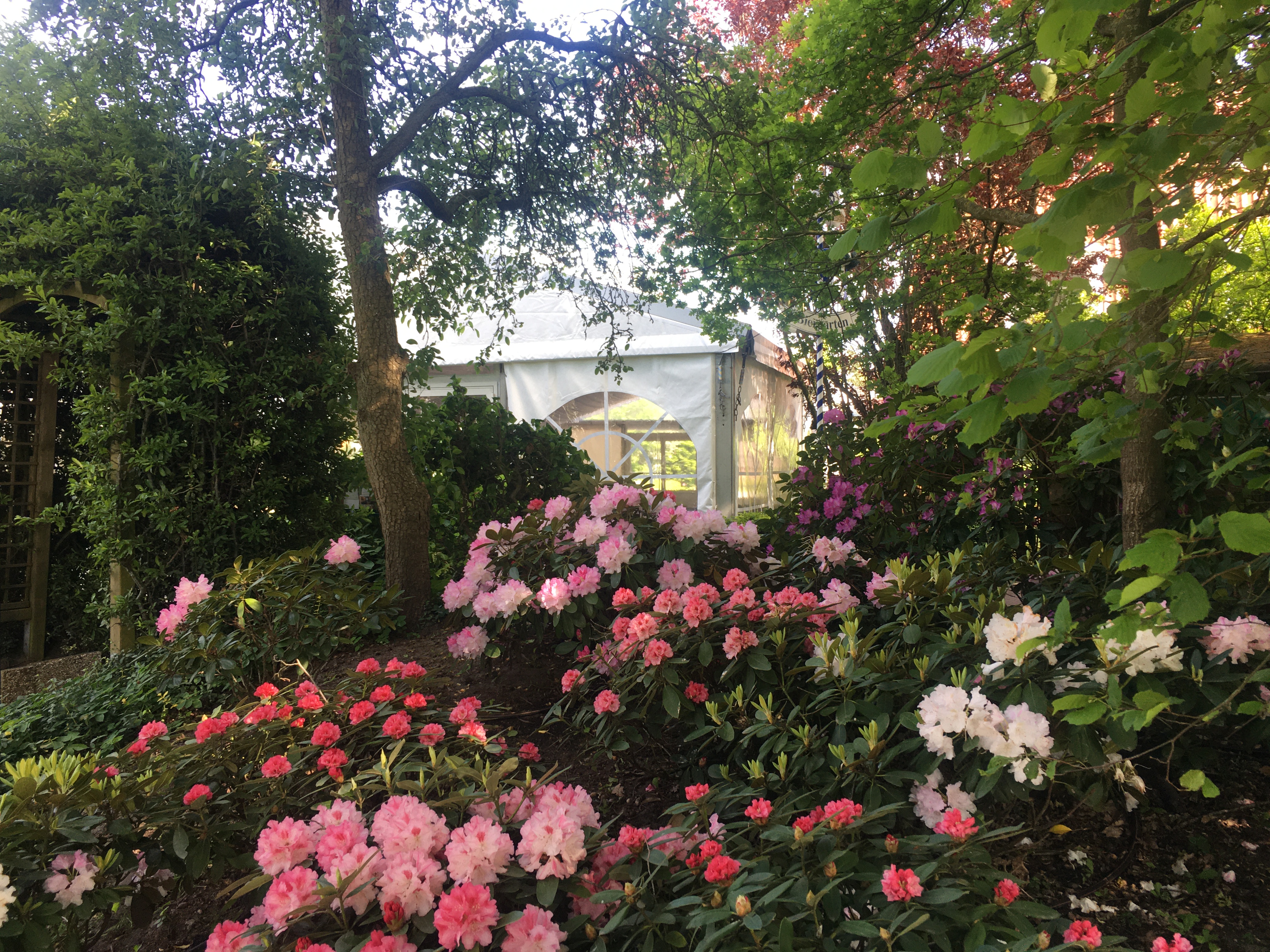 Golfhotel: Unser großer Garten mit blühender Rhododendron - NordWest-Hotel "Amsterdam"