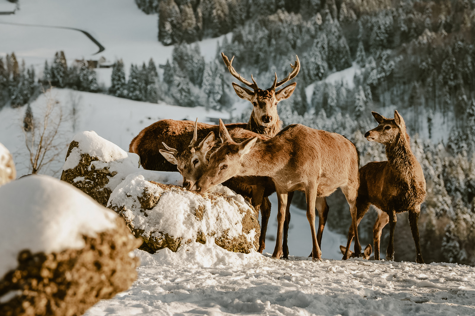 Golfhotel: Hoteleigener Wildpark - Bergkristall - Mein Resort im Allgäu