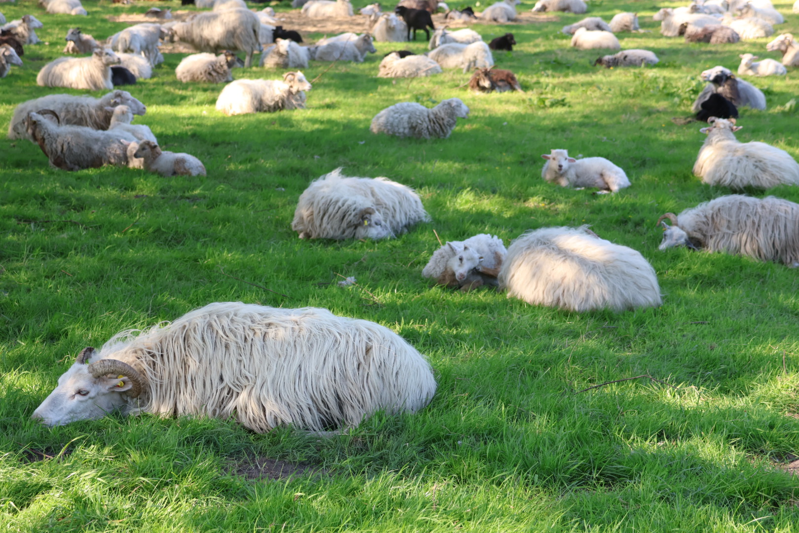 Golfhotel: Heidschnucken - Landschaft um das Hotel Heidegrund entlang der Thülsfelder Talsperre - Hotel Heidegrund
